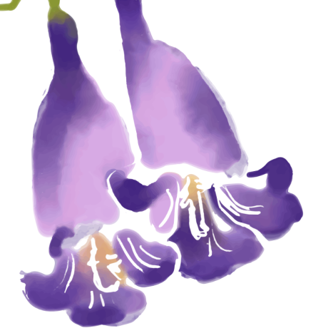 Jacaranda Paper cover page image